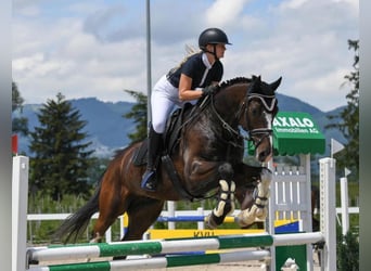 Caballo de Holstein, Caballo castrado, 11 años, 168 cm, Morcillo