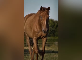 Caballo de Holstein, Caballo castrado, 11 años, 170 cm, Alazán