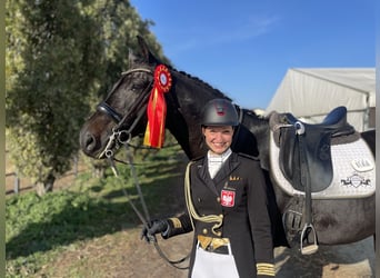 Caballo de Holstein, Caballo castrado, 11 años, 170 cm, Negro