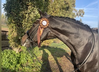 Caballo de Holstein, Caballo castrado, 11 años, 170 cm, Negro