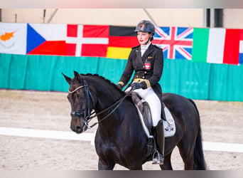 Caballo de Holstein, Caballo castrado, 11 años, 170 cm, Negro