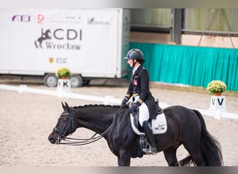 Caballo de Holstein, Caballo castrado, 11 años, 170 cm, Negro