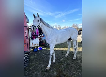 Caballo de Holstein, Caballo castrado, 11 años, 170 cm, Tordo