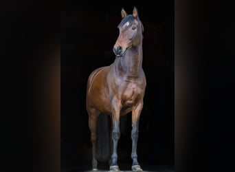 Caballo de Holstein, Caballo castrado, 11 años, 171 cm, Castaño