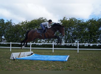 Caballo de Holstein, Caballo castrado, 11 años, 171 cm, Castaño