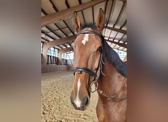 Caballo de Holstein, Caballo castrado, 11 años, 172 cm, Castaño