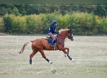 Caballo de Holstein, Caballo castrado, 11 años, 174 cm, Alazán