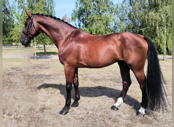 Caballo de Holstein, Caballo castrado, 11 años, 174 cm