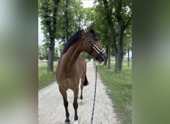 Caballo de Holstein, Caballo castrado, 11 años, 174 cm, Castaño claro