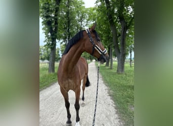 Caballo de Holstein, Caballo castrado, 11 años, 174 cm, Castaño claro