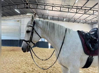 Caballo de Holstein Mestizo, Caballo castrado, 11 años, 174 cm, Tordo
