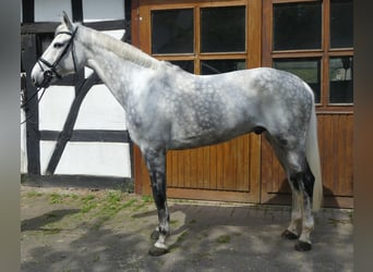 Caballo de Holstein, Caballo castrado, 11 años, 175 cm, Tordo