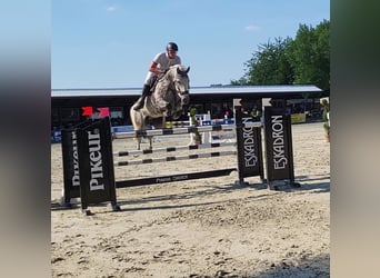 Caballo de Holstein, Caballo castrado, 11 años, 175 cm, Tordo