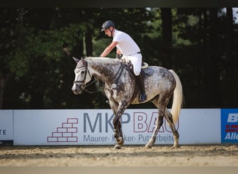 Caballo de Holstein, Caballo castrado, 11 años, 175 cm, Tordo