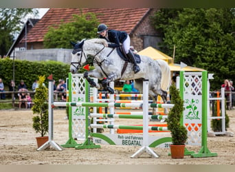 Caballo de Holstein, Caballo castrado, 11 años, 175 cm, Tordo