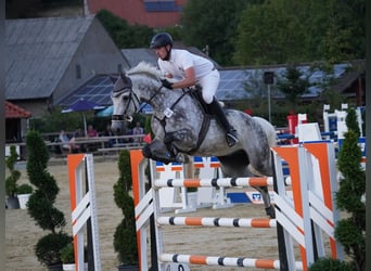 Caballo de Holstein, Caballo castrado, 11 años, 175 cm, Tordo