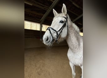 Caballo de Holstein, Caballo castrado, 11 años, 175 cm, Tordo picazo