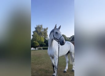 Caballo de Holstein, Caballo castrado, 11 años, 178 cm, Tordo