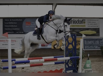 Caballo de Holstein, Caballo castrado, 11 años, 178 cm, Tordo