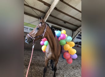 Caballo de Holstein, Caballo castrado, 11 años, 180 cm, Castaño