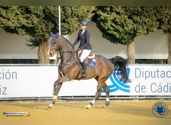 Caballo de Holstein, Caballo castrado, 11 años, 180 cm, Castaño oscuro