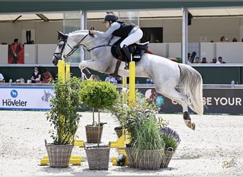 Caballo de Holstein, Caballo castrado, 12 años, 165 cm, Tordo