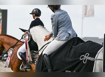 Caballo de Holstein, Caballo castrado, 12 años, 165 cm, Tordo