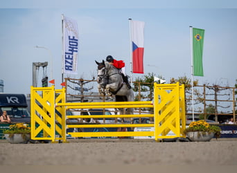 Caballo de Holstein, Caballo castrado, 12 años, 165 cm, Tordo