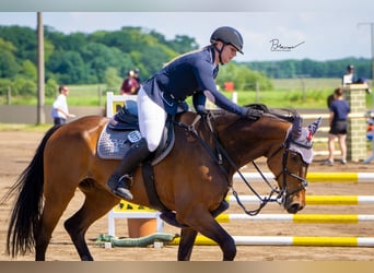 Caballo de Holstein, Caballo castrado, 12 años, 167 cm, Castaño