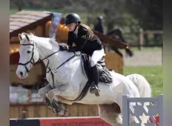 Caballo de Holstein, Caballo castrado, 12 años, 167 cm, Tordo