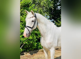 Caballo de Holstein, Caballo castrado, 12 años, 167 cm, Tordo