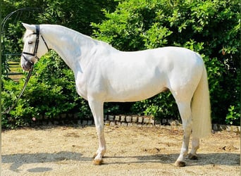 Caballo de Holstein, Caballo castrado, 12 años, 167 cm, Tordo