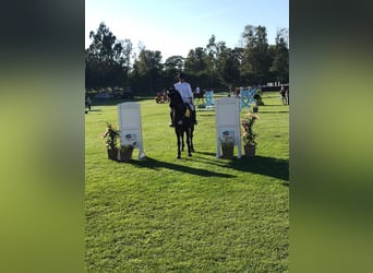 Caballo de Holstein, Caballo castrado, 12 años, 168 cm, Morcillo