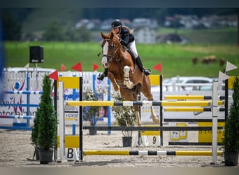 Caballo de Holstein, Caballo castrado, 12 años, 170 cm, Alazán