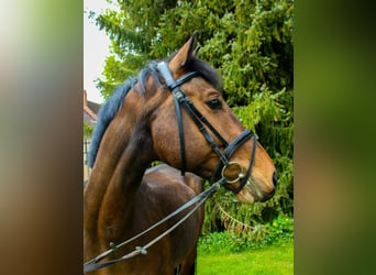 Caballo de Holstein, Caballo castrado, 12 años, 170 cm, Castaño