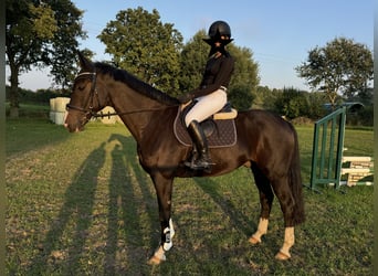 Caballo de Holstein, Caballo castrado, 12 años, 170 cm, Negro