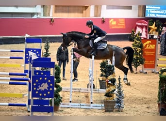 Caballo de Holstein, Caballo castrado, 12 años, 172 cm, Castaño claro