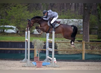 Caballo de Holstein, Caballo castrado, 12 años, 172 cm, Castaño claro