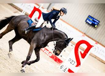 Caballo de Holstein, Caballo castrado, 12 años, 175 cm, Castaño oscuro