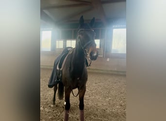 Caballo de Holstein, Caballo castrado, 12 años, 175 cm, Morcillo