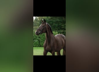 Caballo de Holstein, Caballo castrado, 12 años, 175 cm, Morcillo