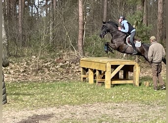 Caballo de Holstein, Caballo castrado, 13 años, 163 cm, Morcillo