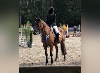 Caballo de Holstein, Caballo castrado, 13 años, 164 cm, Castaño