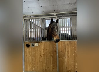 Caballo de Holstein, Caballo castrado, 13 años, 164 cm, Castaño