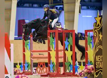 Caballo de Holstein, Caballo castrado, 13 años, 165 cm, Castaño oscuro