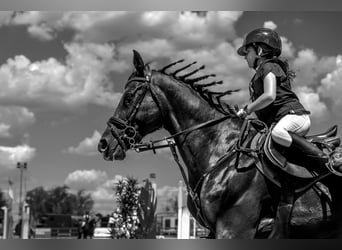Caballo de Holstein, Caballo castrado, 13 años, 165 cm, Castaño oscuro