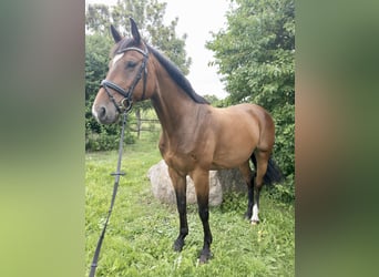 Caballo de Holstein, Caballo castrado, 13 años, 168 cm, Castaño