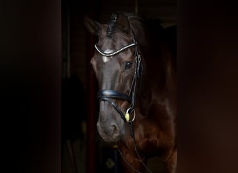 Caballo de Holstein, Caballo castrado, 13 años, 168 cm, Morcillo