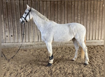 Caballo de Holstein, Caballo castrado, 13 años, 168 cm, Tordo