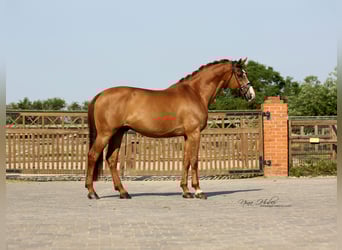 Caballo de Holstein, Caballo castrado, 13 años, 172 cm, Alazán